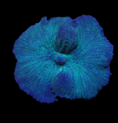 Rhodactis spp. (Blue) (1 ear)