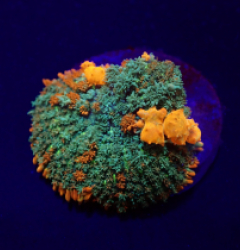 Rhodactis spp. (Bounce Orange-Red) (per ear)
