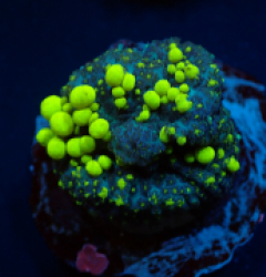 Rhodactis spp. (Bounce Yellow-Green) (1 ear)