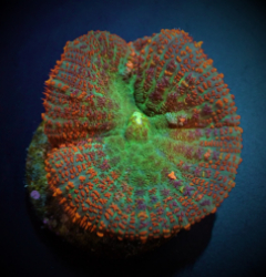 Rhodactis spp. (Orange) (per ear)