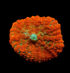 Rhodactis spp. (Orange) (Ultra) (1 ear)