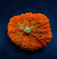 Rhodactis spp. (Orange) (Ultra) (per ear)