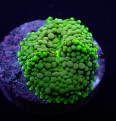 Ricordea florida (Green-Blue) (1 ear)