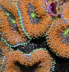 Ricordea florida (Orange-Red)