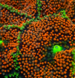 Ricordea florida (Orange-Red) (Grade A)