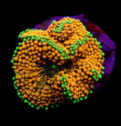 Ricordea florida (Orange-Red) (1 ear)