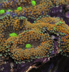 Ricordea florida (Rainbow)