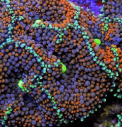 Ricordea florida (Rainbow) (Grade A)