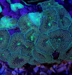 Ricordea florida (Green-Blue)