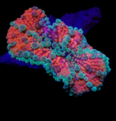 Ricordea yuma (Red) (Ultra) (1 ear)