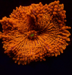 Ricordea yuma (Orange) (Ultra) (per ear)