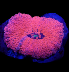 Ricordea yuma (Pink) (Ultra) (per ear)