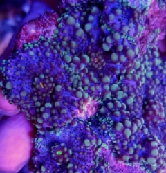 Ricordea yuma (Rainbow)