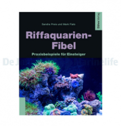 Rif aquarium fibula  - 1 pc