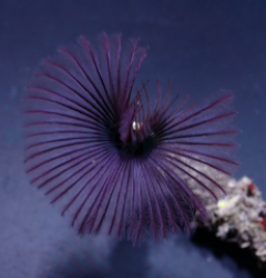 Sabellastarte spp. (Purple)