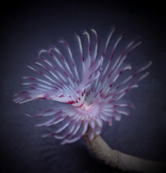 Sabellastarte spp. (Red-White)