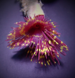 Sabellastarte spp. (Special)