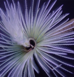 Sabellastarte spp. (White)