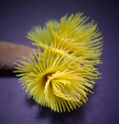 Sabellastarte spp. (Yellow) (XL)