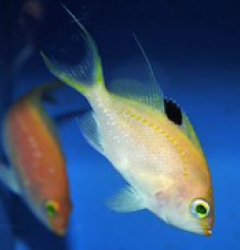 Sacura margaritacae (female)