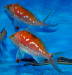 Sacura margaritacae (male)