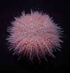 Salmacis spp. (Pink Lady)