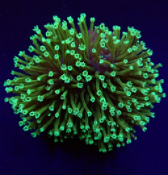 Sarcophyton spp. Fluor green