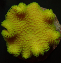 Sarcophyton spp. (Yellow) (Fiji/Tonga)