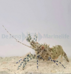 Saron marmoratus (Female)