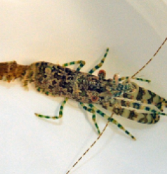 Saron marmoratus (Male)