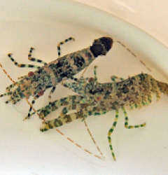 Saron marmoratus (Pair)