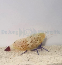 Saron rectirostris (Female)