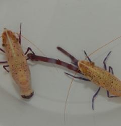 Saron rectirostris (Pair)