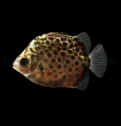 Scatophagus argus