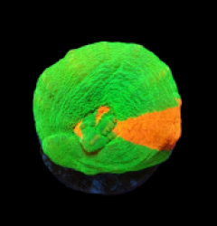 Scolymia australis (Bleeding Apple) (frag) pb 086