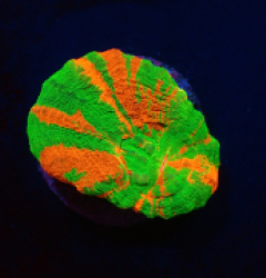 Scolymia australis (Bleeding Apple) (frag) pb 146