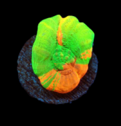Scolymia australis (Bleeding Apple) (frag) pb 305