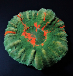 Scolymia australis (Bleeding Apple) (Grade B)