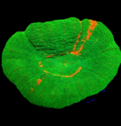 Scolymia australis (Bleeding Apple) (M) o 245