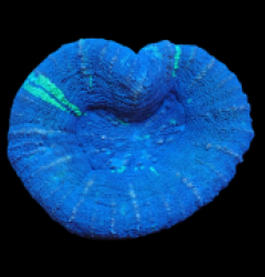 Scolymia australis (Blue) (Rare Color) pb 323