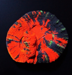 Scolymia australis (Double Head)