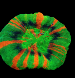 Scolymia australis (Master Grade) pb 400