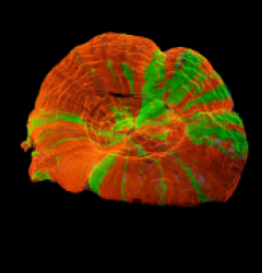 Scolymia australis (Reverse Bleeding Apple)