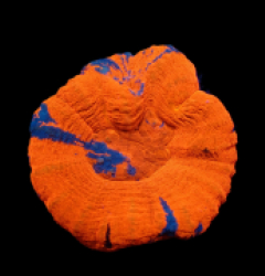 Scolymia australis (Superman) (L) pb 082