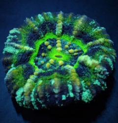 Scolymia australis (Ufo) (Premium)