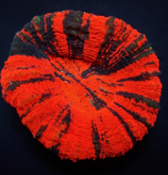 Scolymia australis (War Paint)