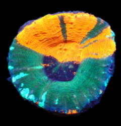 Scolymia australis (War Paint-Bicolor) (L) pb 133