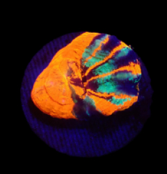 Scolymia australis (War Paint) (frag) o 280