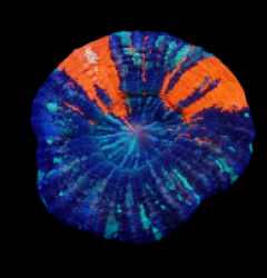 Scolymia australis (War Paint) (Grade B)