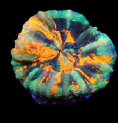 Scolymia australis (War Paint) (L) pb 057